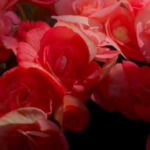 Meet your Posher, Kaya